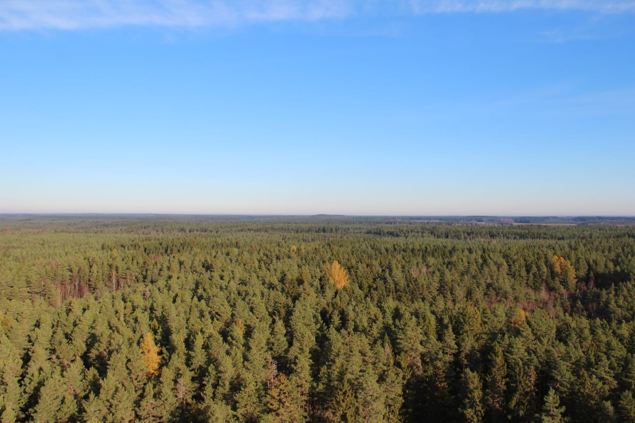 Norunda forest
