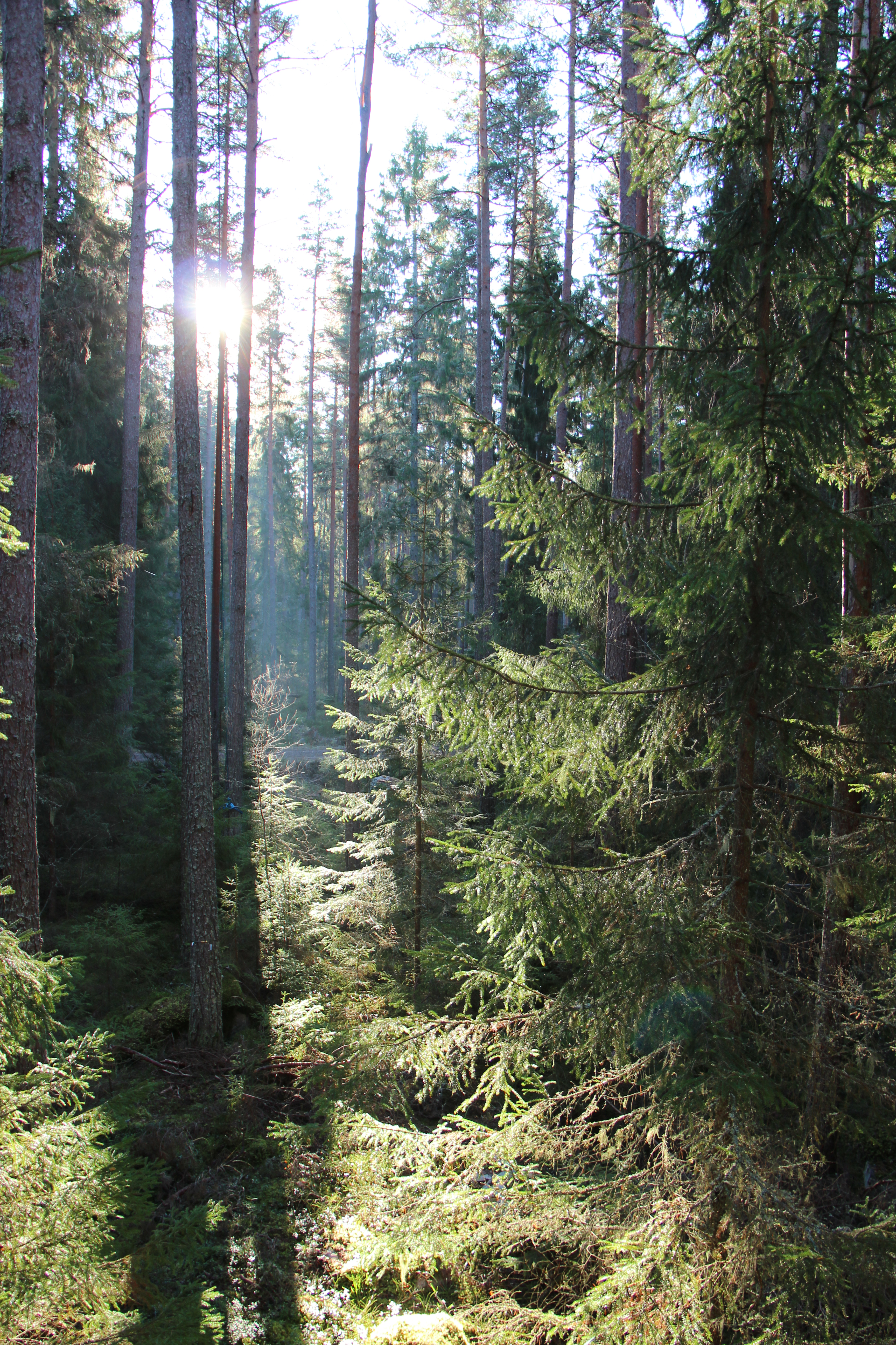 Norunda forest. Understory vegetation