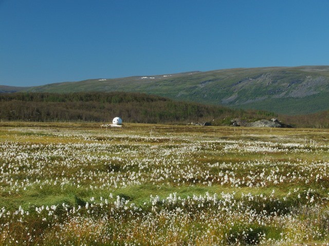 Vegetation Stordalen. Photo Christian Stiegler